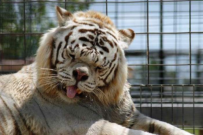 10 Proofs of Inbreeding's Adverse Effects. Kenny the Down Syndrome Tiger Is One of the Living Evidences