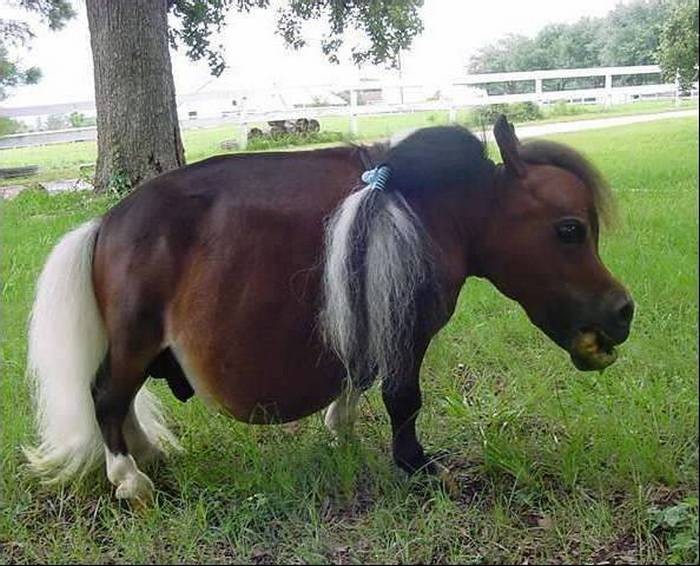 Abnormal Miniature Horse