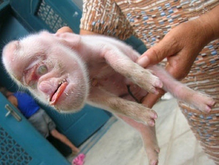 Pig with a Monkey Face