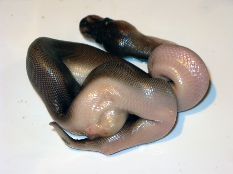 Snakes with Bulges