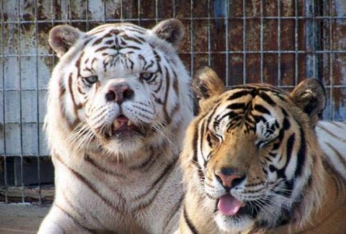 Tiger with Down Syndrome