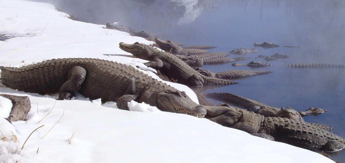 Photo Credit: http://www.coloradogators.com/wp-content/uploads/2014/02/Colorado-Gators-Gators-in-the-Snow-e1392314291449-1160x550.jpg