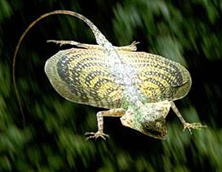 Photo Credit: http://www.factzoo.com/sites/all/img/reptiles/lizards/flying-dragon-spotted.jpg
