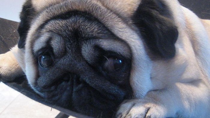 Pug Inconvenienced by Its Cuteness